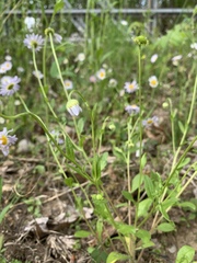 Astranthium integrifolium