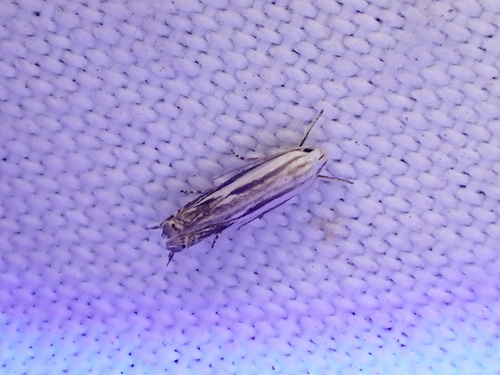 Polyhymno acaciella photo 5