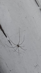 Pholcus phalangioides