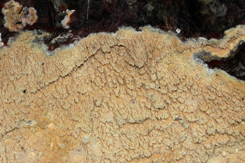 Fungi Including Lichens