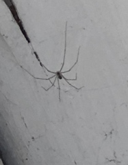 Pholcus phalangioides