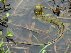 Guyana Caiman Lizard photo 4