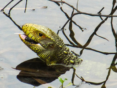 Guyana Caiman Lizard photo 5