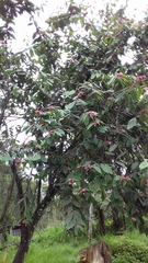 Cavendishia pubescens