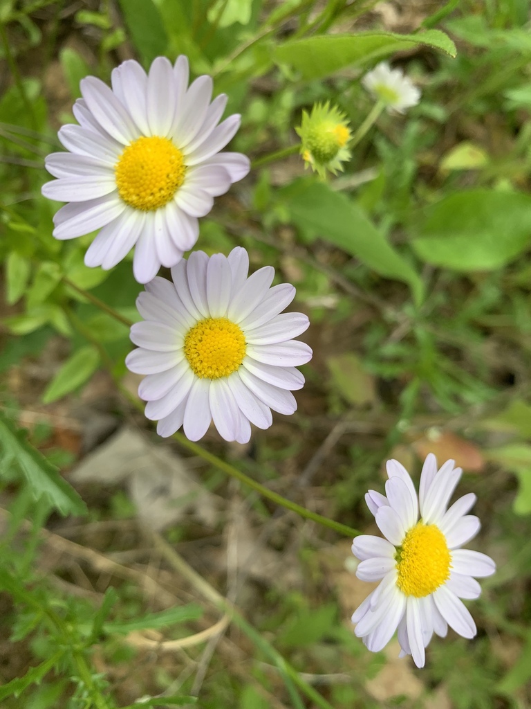 Entireleaf Western Daisy