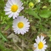 Astranthium integrifolium - Photo (c) wildbeautynatives, μερικά δικαιώματα διατηρούνται (CC BY-NC), uploaded by wildbeautynatives