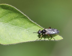 Bibio articulatus