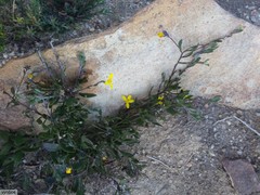 Osteospermum ciliatum