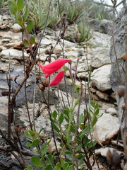 Penstemon baccharifolius