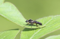 Bibio articulatus