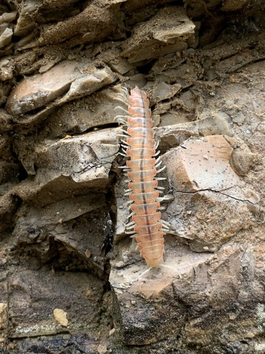Xystocheir taibona