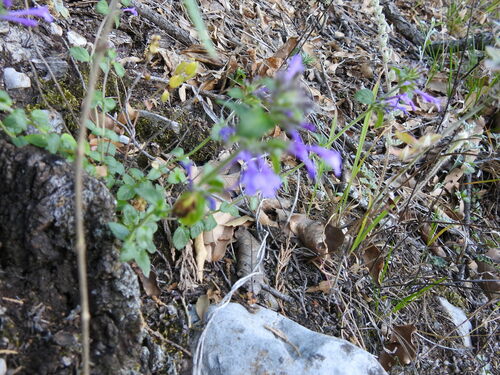 Image of Hedeoma costata by (c) Leticia Jiménez Hernández, some rights reserved (CC BY-SA)