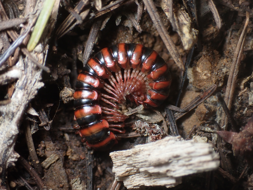 Selenocheir sinuata