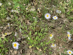 Astranthium integrifolium