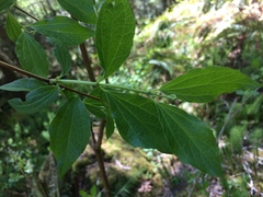 Philadelphus lewisii