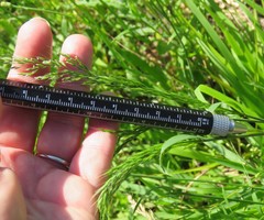Limnodea arkansana