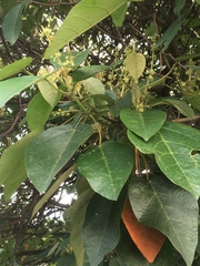 Croton magdalenensis