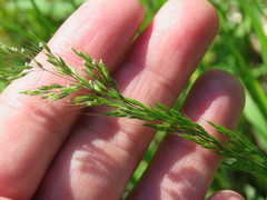Limnodea arkansana