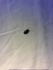 Tropisternus salsamentus