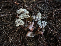 Lomatium linearifolium
