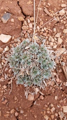 Astragalus gilviflorus