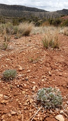 Astragalus gilviflorus