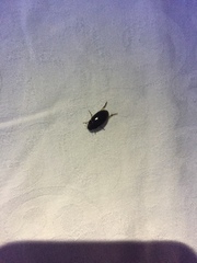 Tropisternus salsamentus