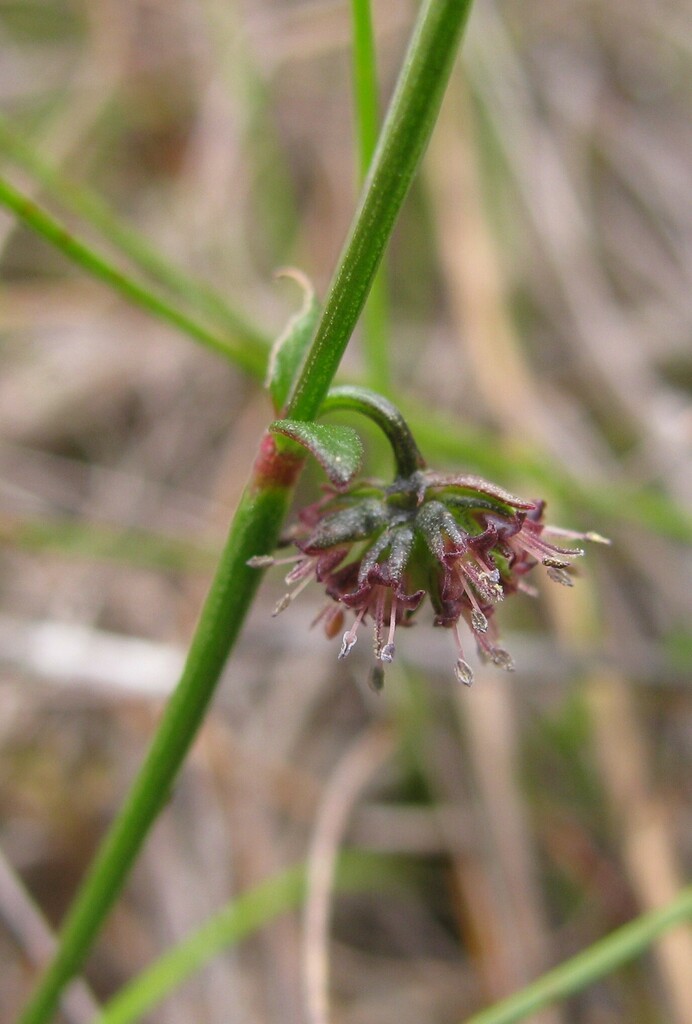 variable stinkweed