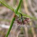 Opercularia varia - Photo no hay derechos reservados, subido por corunastylis