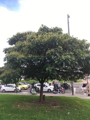 Croton magdalenensis