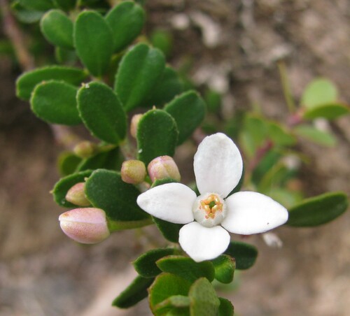 Philotheca virgata (Hook.fil.) Paul G.Wilson