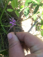 Polygala crenata
