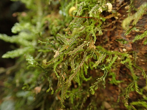 Plagiochila incurvicolla