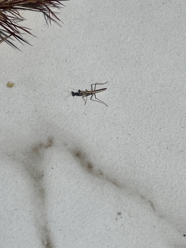 iNaturalist observation photo of Obscure Ground Mantis