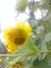 Smallanthus maculatus