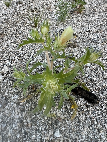 iNaturalist observation photo of sand blazingstar