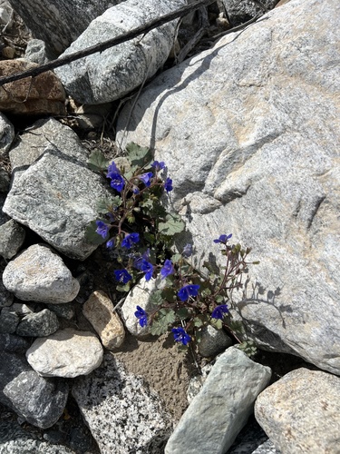 iNaturalist observation photo of desert bluebells