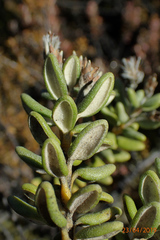 Olearia cymbifolia