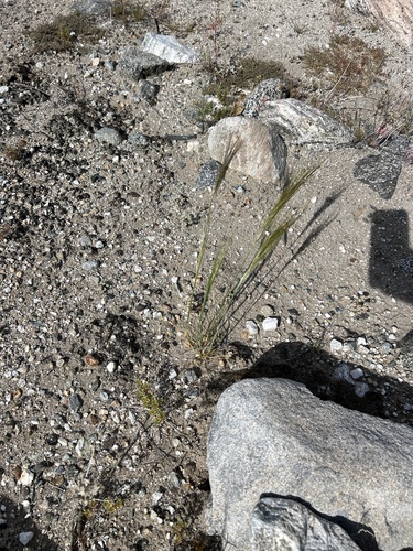 iNaturalist observation photo of cape ricegrass