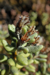 Olearia cymbifolia