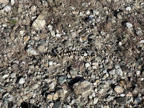 iNaturalist observation photo of Mojave Shovelnose Snake