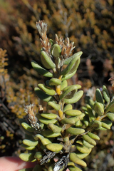 Olearia cymbifolia