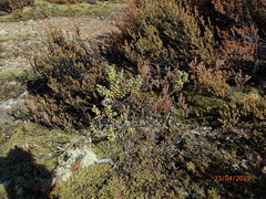 Olearia cymbifolia