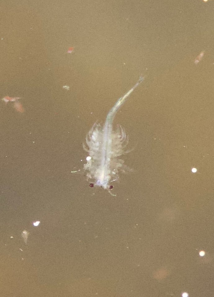Artemia monica Verrill, 1869