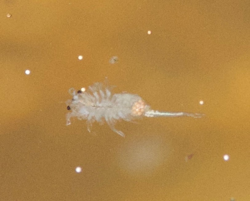Artemia monica Verrill, 1869