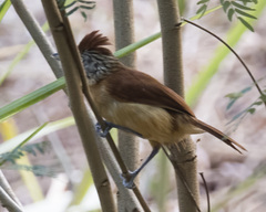 Thamnophilus doliatus image