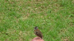 Zonotrichia capensis