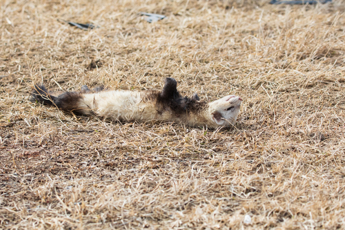 Steppe Polecat