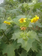 Smallanthus maculatus