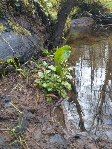 Image of Cardamine breweri by no rights reserved